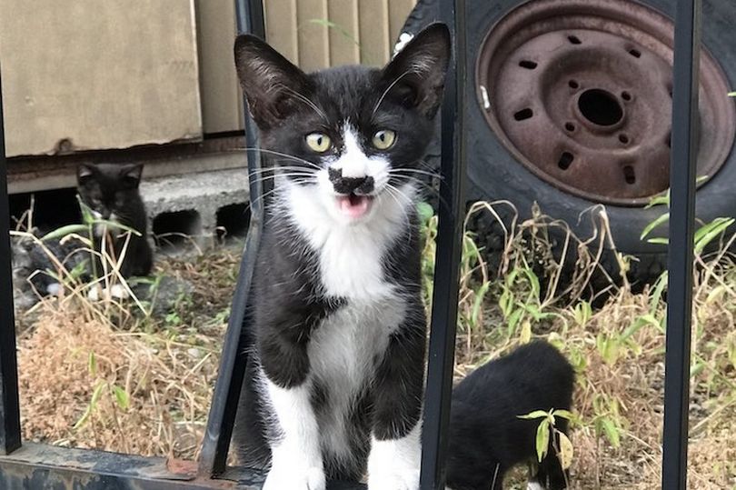 Gato com marca no nariz