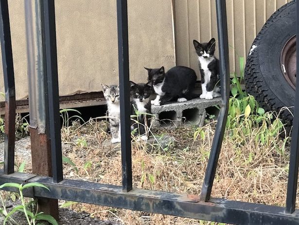 gatinho com marca no focinho