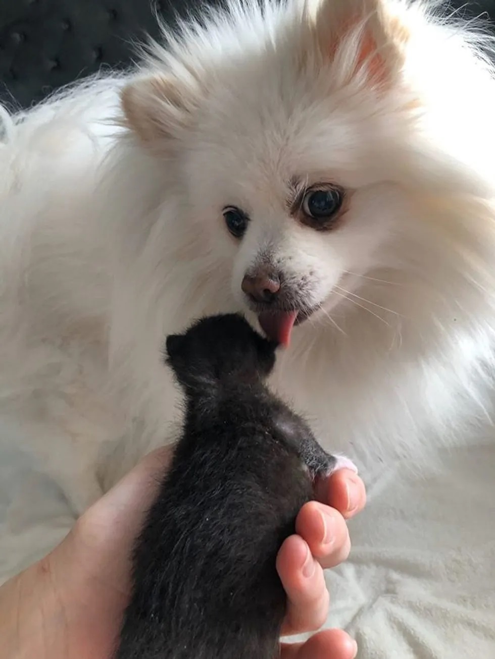 Gatinho e cachorrinho