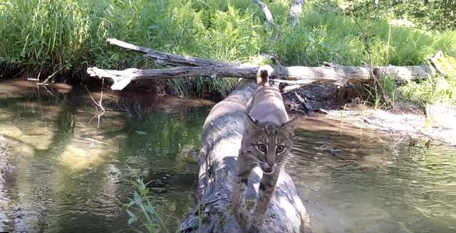 Animais atravessando rio