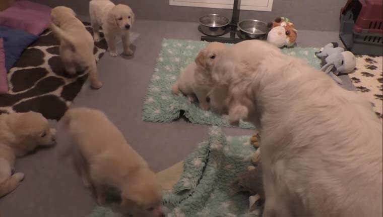 Como cuidar de um golden retriever