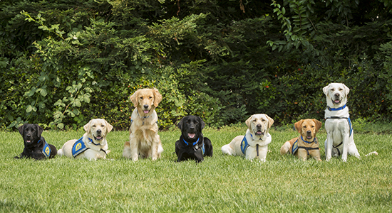 Cães terapeutas