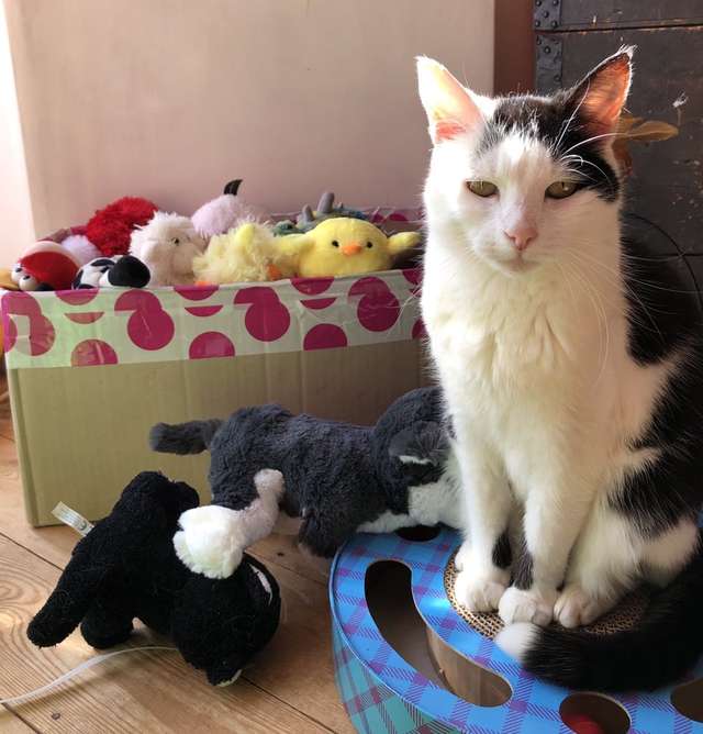 Gata decide que brinquedos devem ir junto