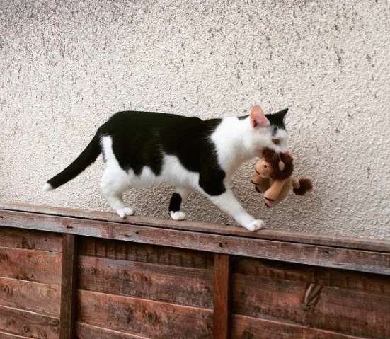 Gata e ursinho de pelúcia