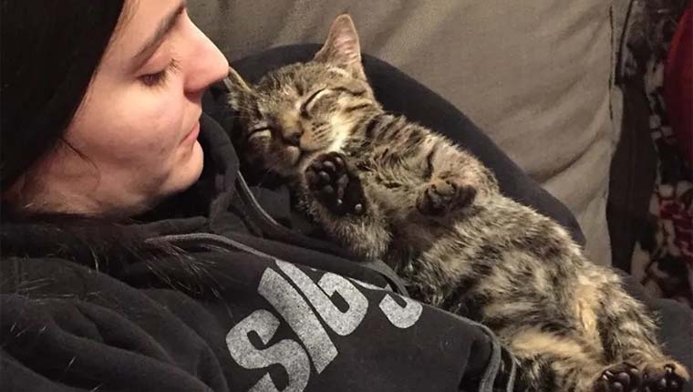 Gato menor do que o normal