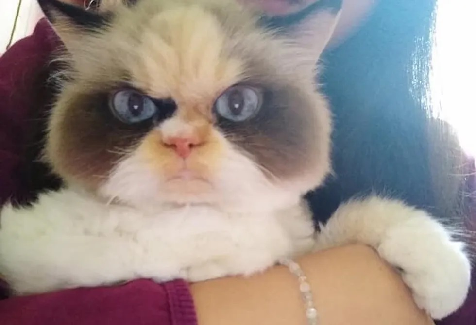 Novo Grumpy Cat