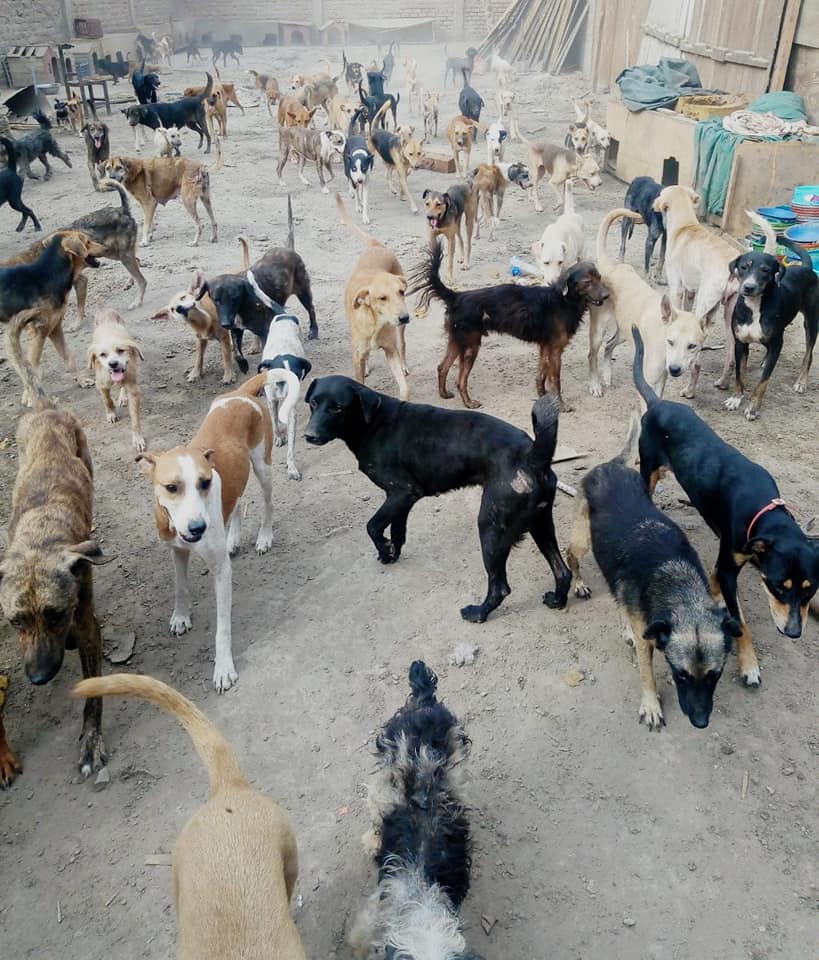 ajuda para adotar 90 cães