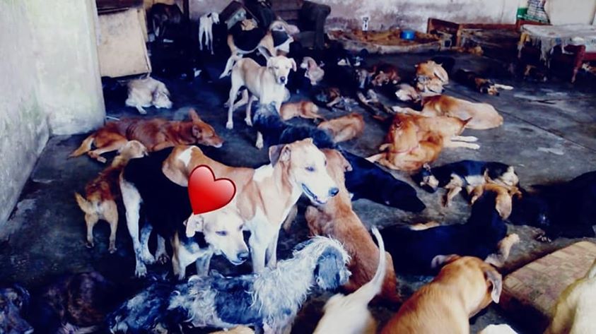 ajuda para adotar cachorros
