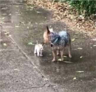 cachorrinha adota gatinho