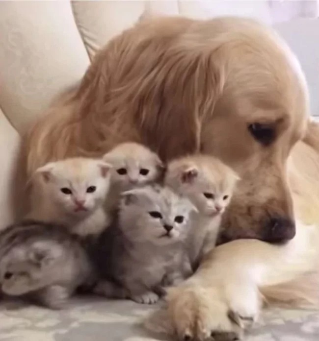 cadela golden retriever
