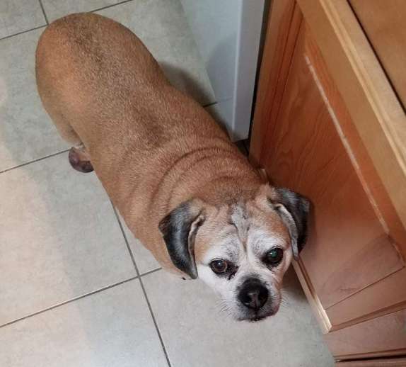cartinha para cachorro no céu