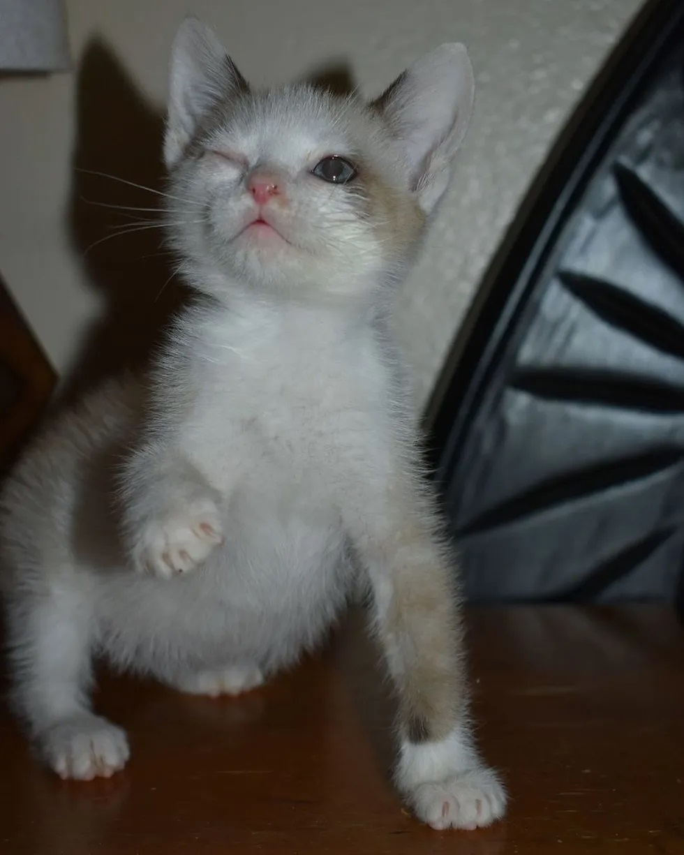 gatinha sem olho