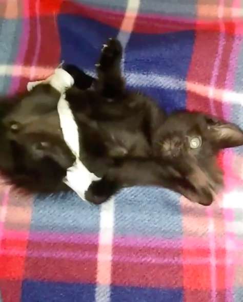 gatinho especial
