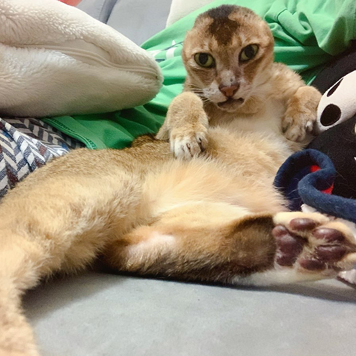 gatinho perdeu as orelhas