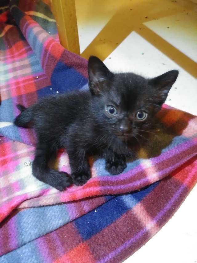 gatinho se parece com uma aranha