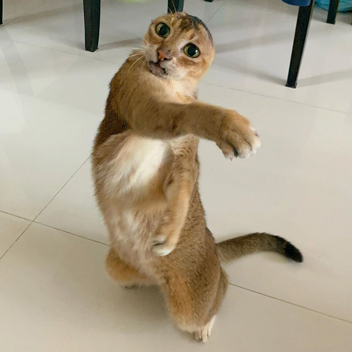 gatinho sem orelhas