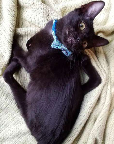 gato especial
