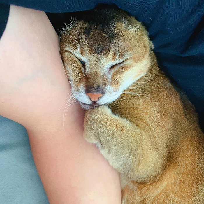 gato lindo