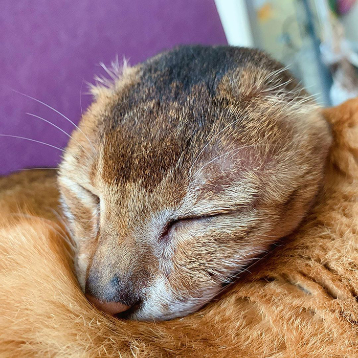 gato perde orelhas