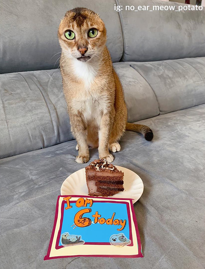 gato perdeu as orelhas