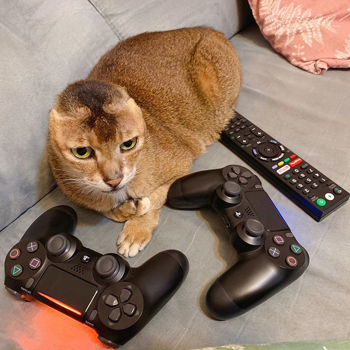 gato sem orelhas
