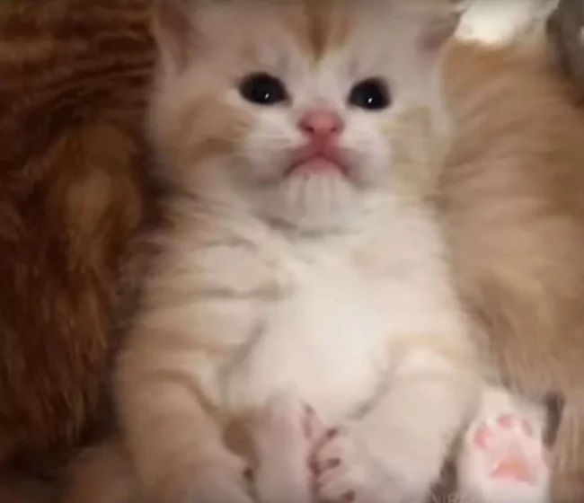golden retriever e gatos
