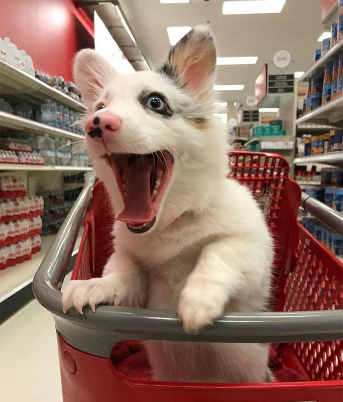 Cãozinho fica feliz no supermercado