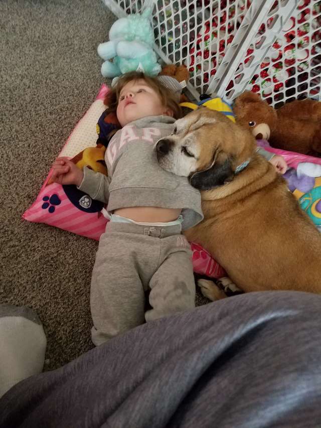 menina perde cãozinho