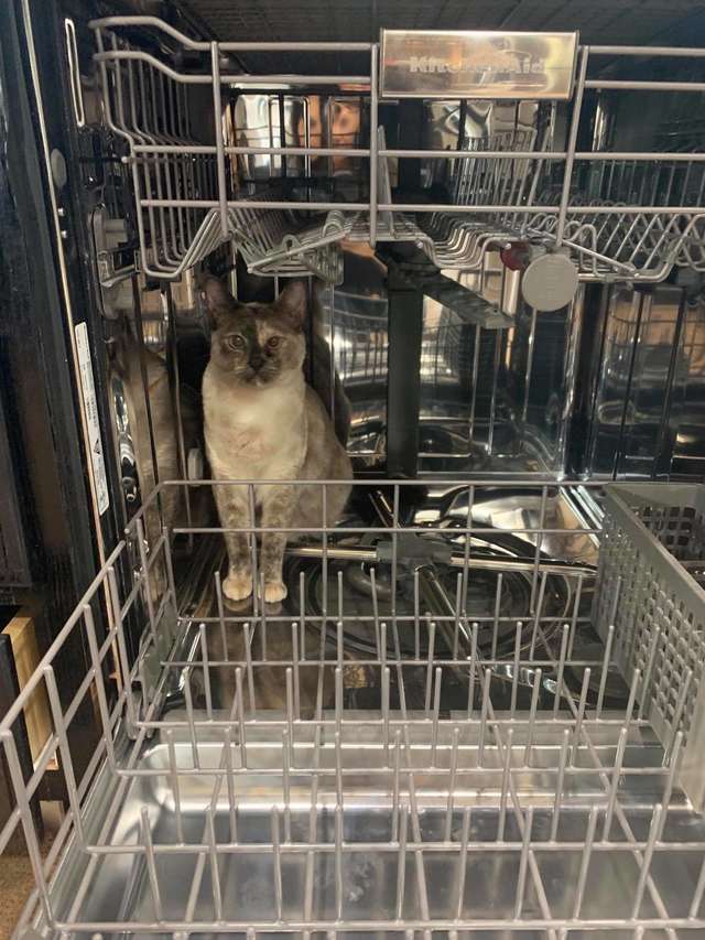 Gatinha danada sem vergonha