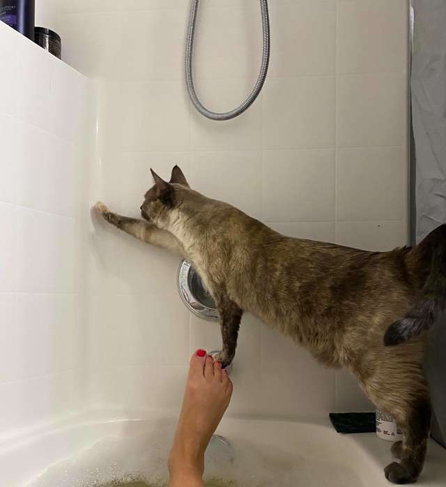 Gatinha danada tenta escalar