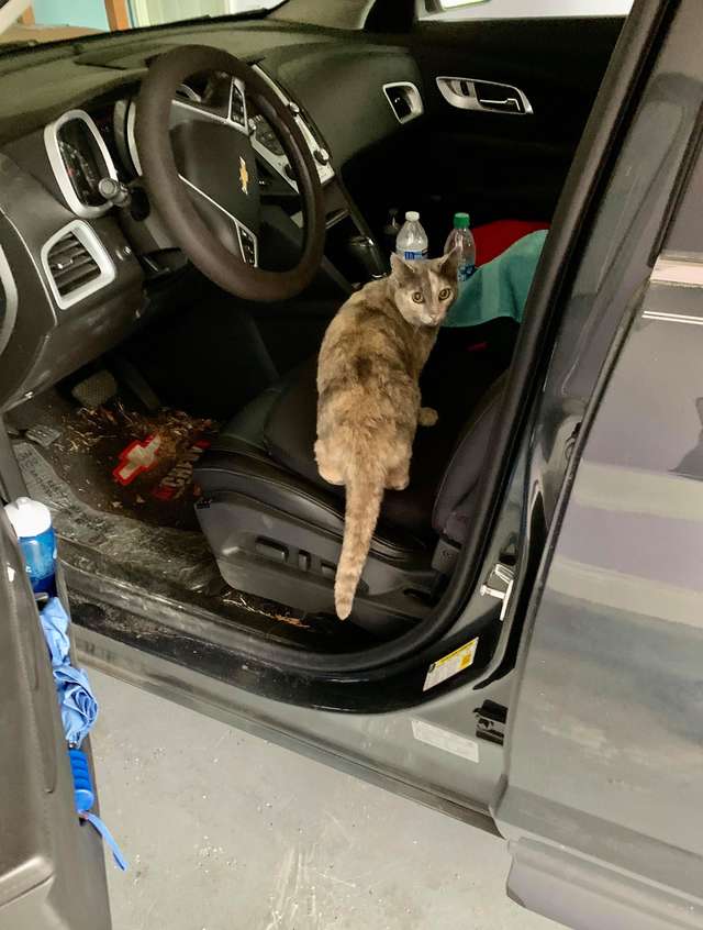 gata já morava na casa