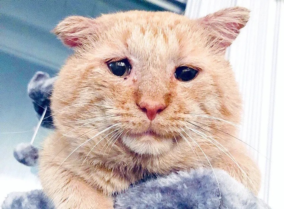 gatinho