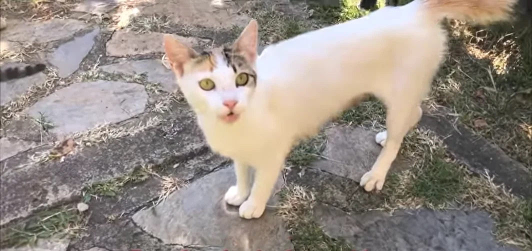 gata de rua