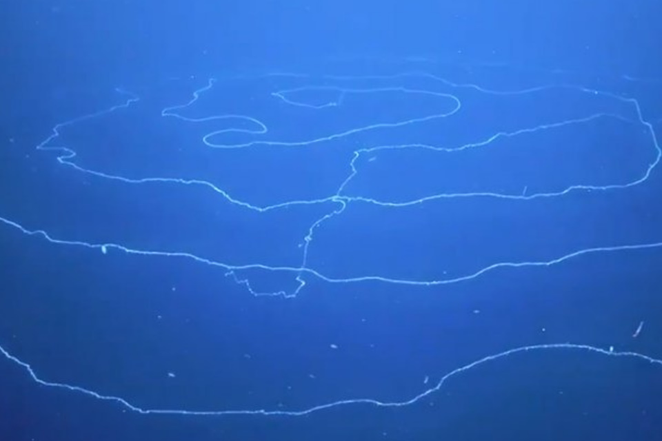 criatura marinha gigante