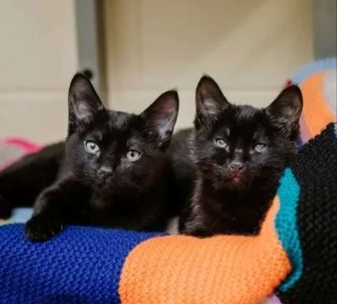 gatinhos irmãos