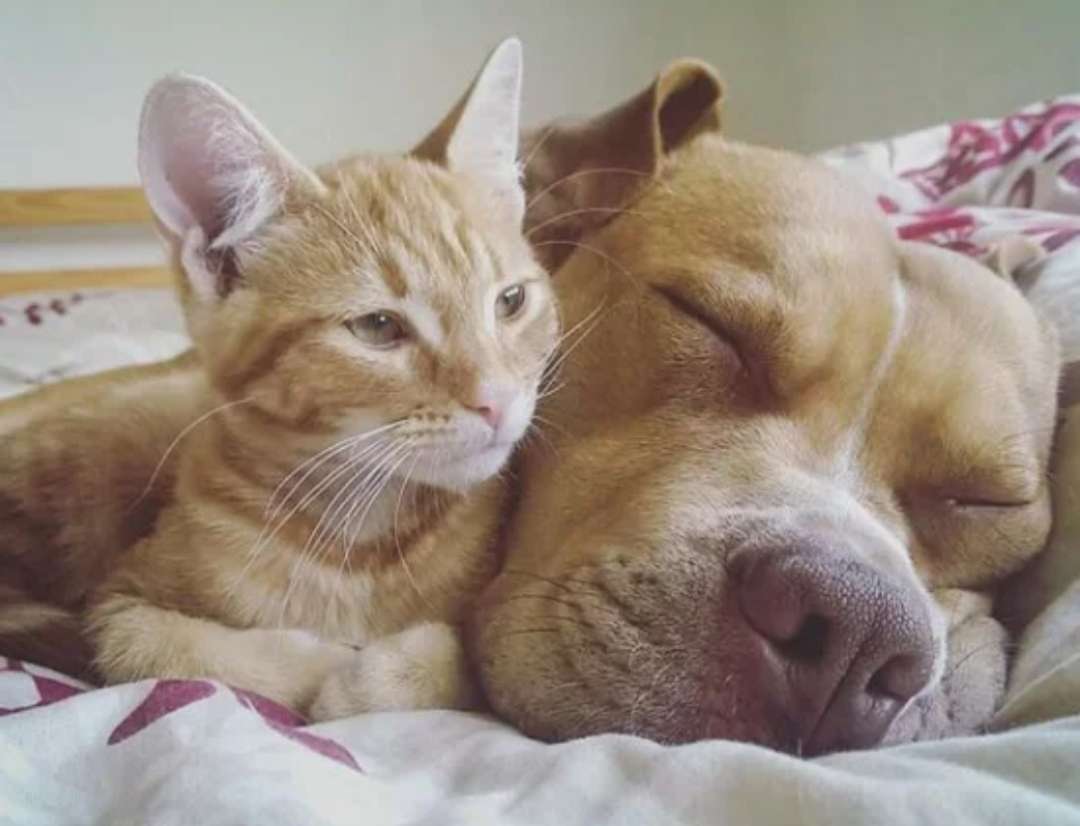 pit bull bonzinho