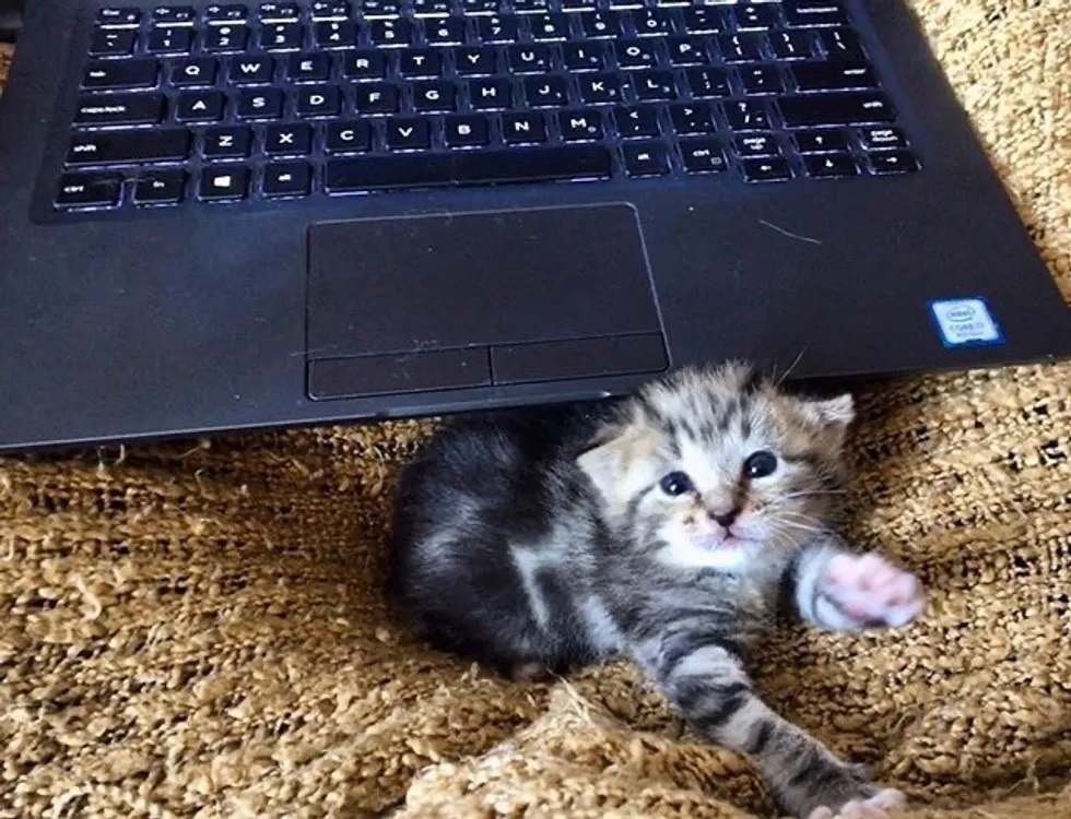 gatos em home office