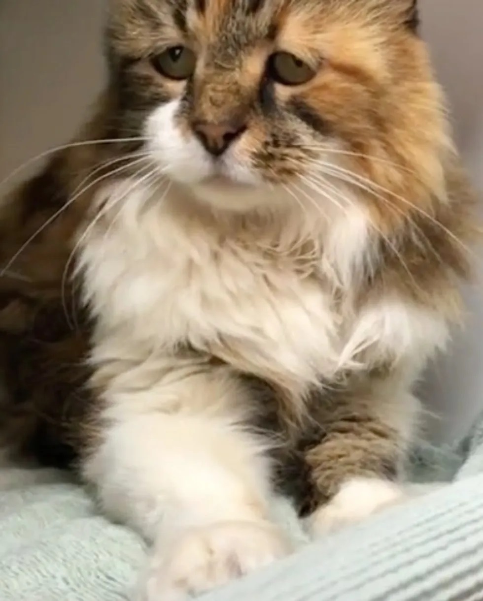 gatinha linda
