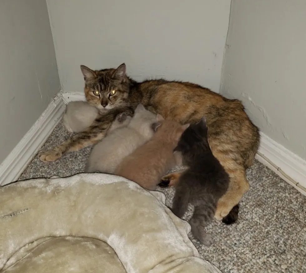 resgate de gatos