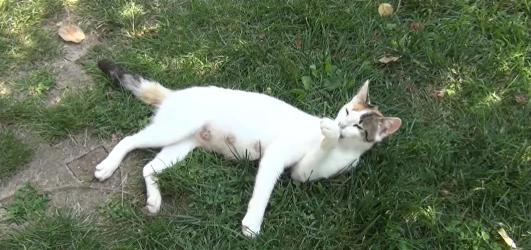 gata resgatada