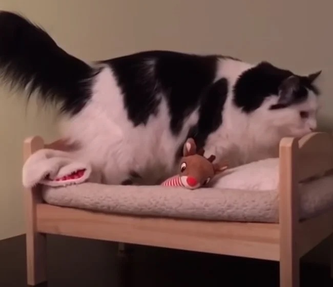 cama para gatos