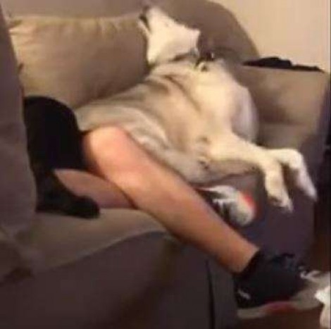 cachorro com ciúme