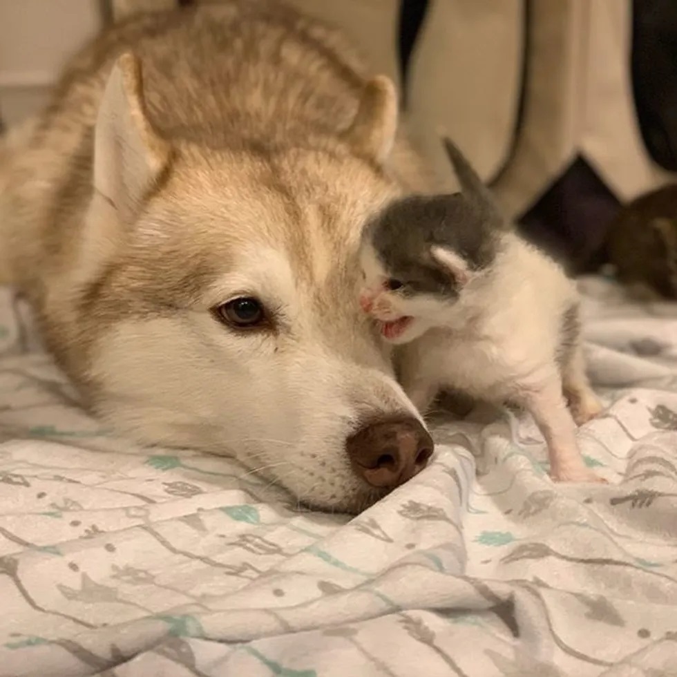 gatinhos órfãos