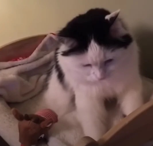 gata dormindo