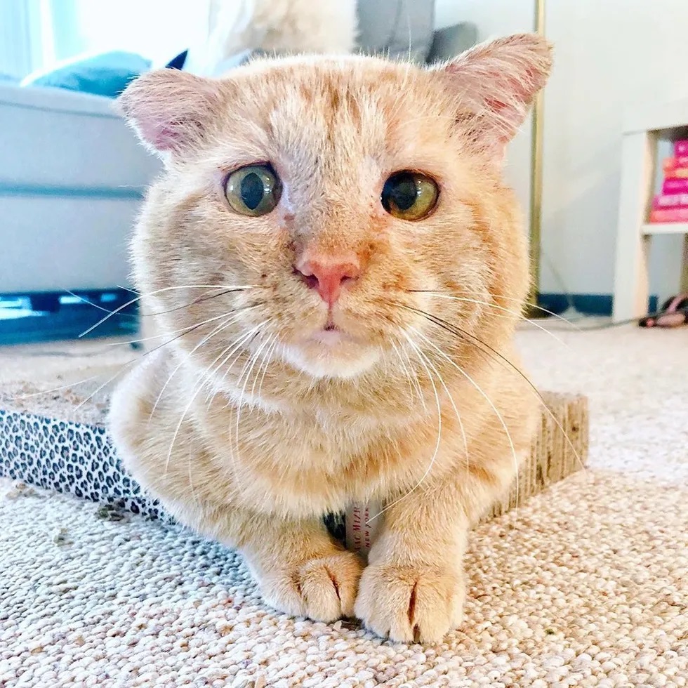 gato salvo das ruas