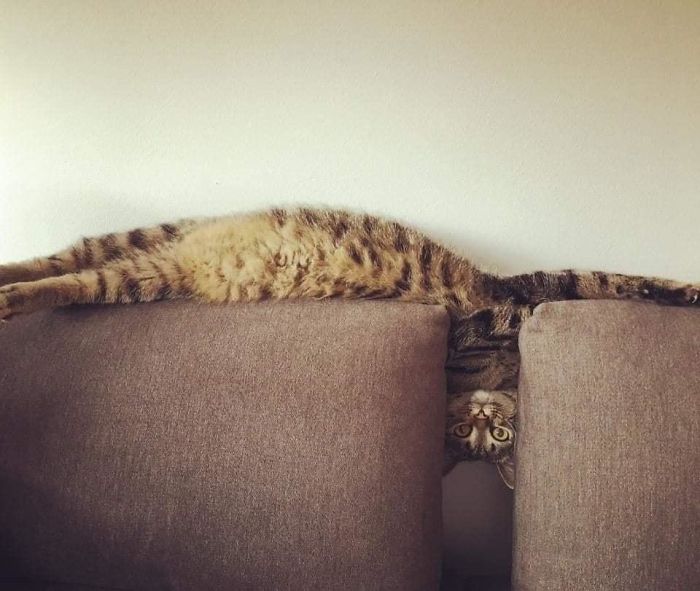 gatinhos engraçados