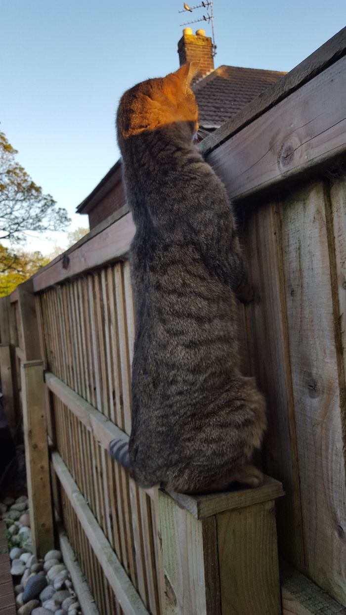 gatinhos mais longos do mundo imagens