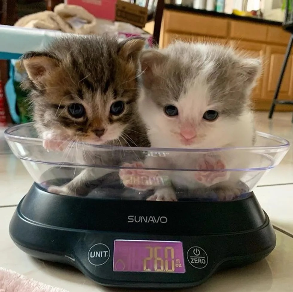 Gatinhos