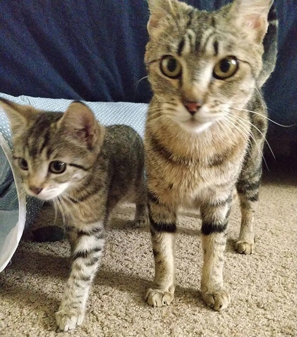 gatinho adotado com a mãe
