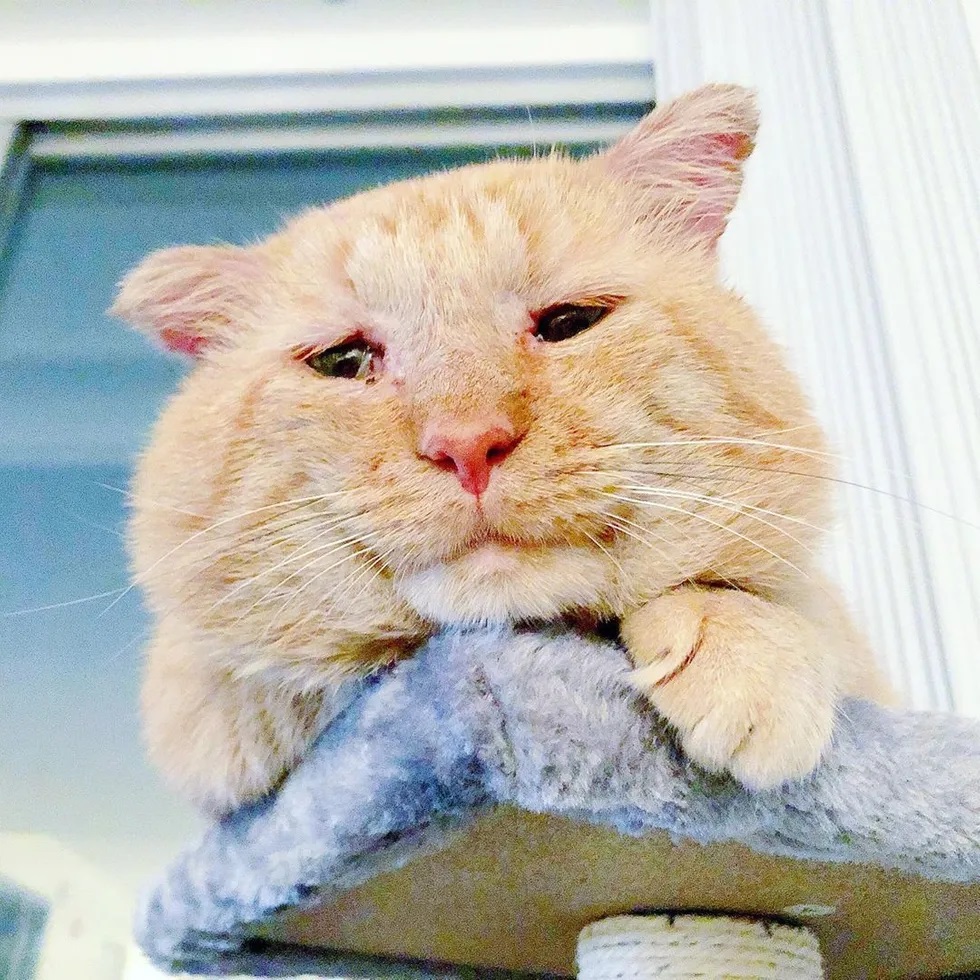 gato resgatado